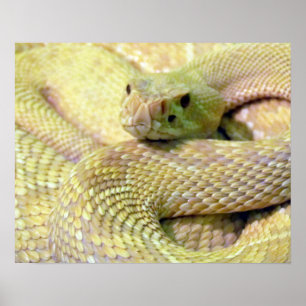 Albino-Klapperschlangen-Plakat Poster