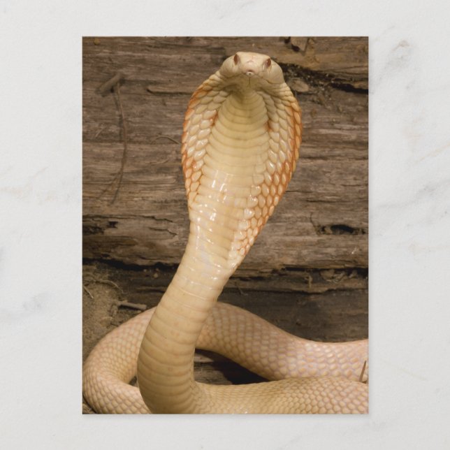 Albino Monacled Cobra, Naja kaouthia, gekocht Postkarte (Vorderseite)