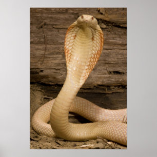 Albino-Monokelkobra, Naja kaouthia, zusammengeroll Poster