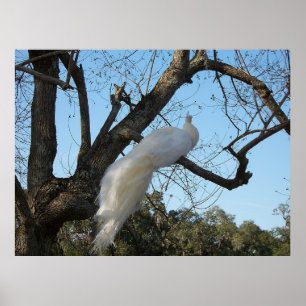 Albino Peacock in einem Baum Poster