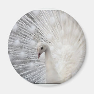 Albino Peacock Magnet