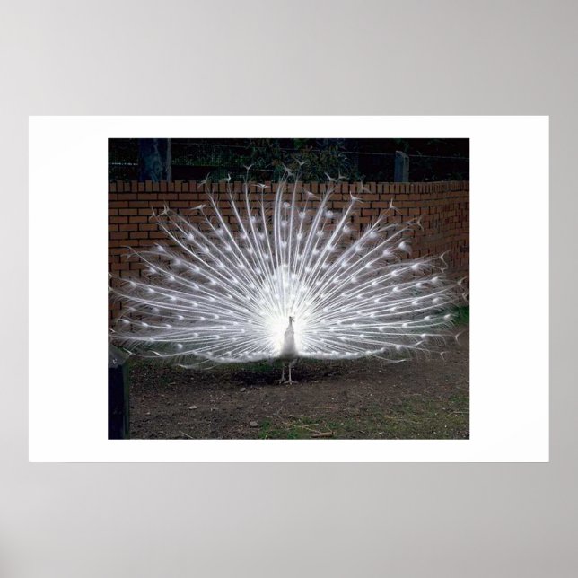 Albino Peacock Poster (Vorne)
