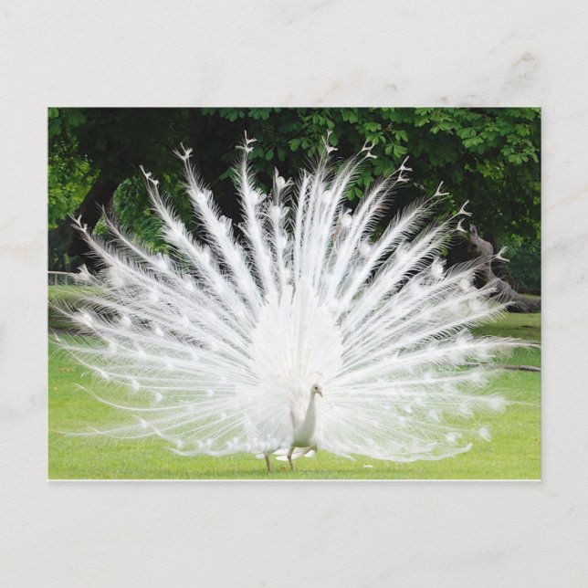 Albino-Peacock Postkarte (Vorderseite)