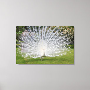 Albino Peacock zeigt Feathers an Leinwanddruck