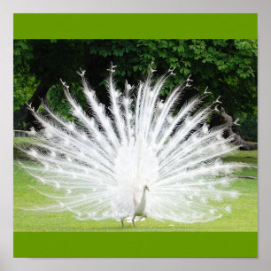 Albino-Pfau Poster