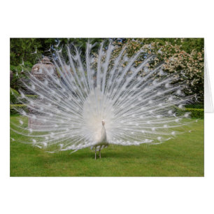 Albino-Pfau zeigt Federn