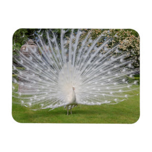 Albino-Pfau zeigt Federn Magnet