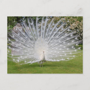 Albino-Pfau zeigt Federn Postkarte