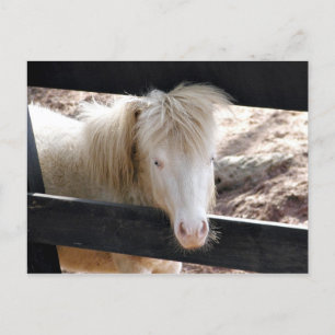 Albino Pony Postkarte