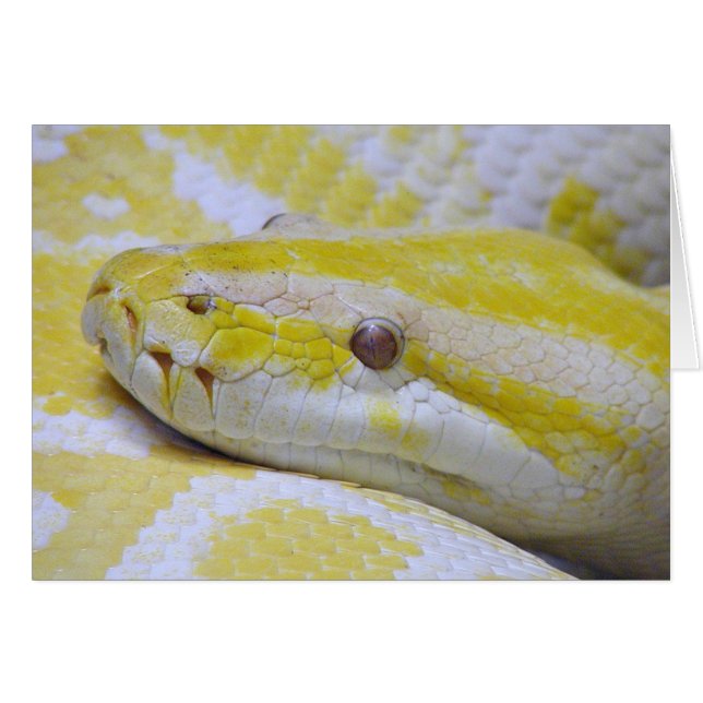 Albino-Python (Vorderseite (Horizontal))