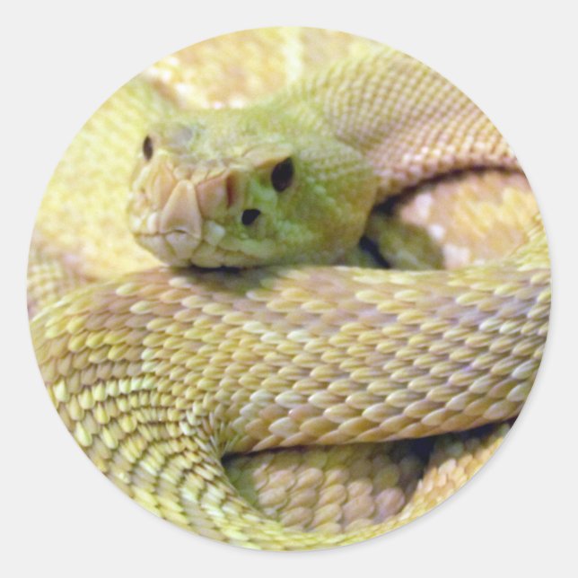 Albino Rattlesnake Stickers (Vorderseite)