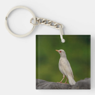 Albino Robin dans Crown Point