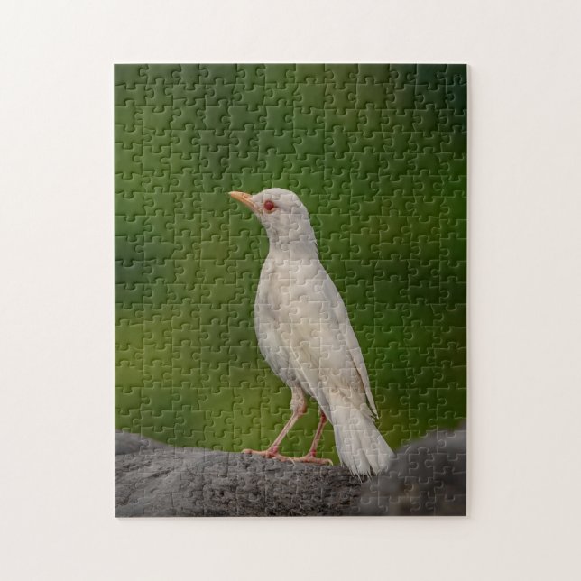 Albino Robin in Crown Point (Vertikal)