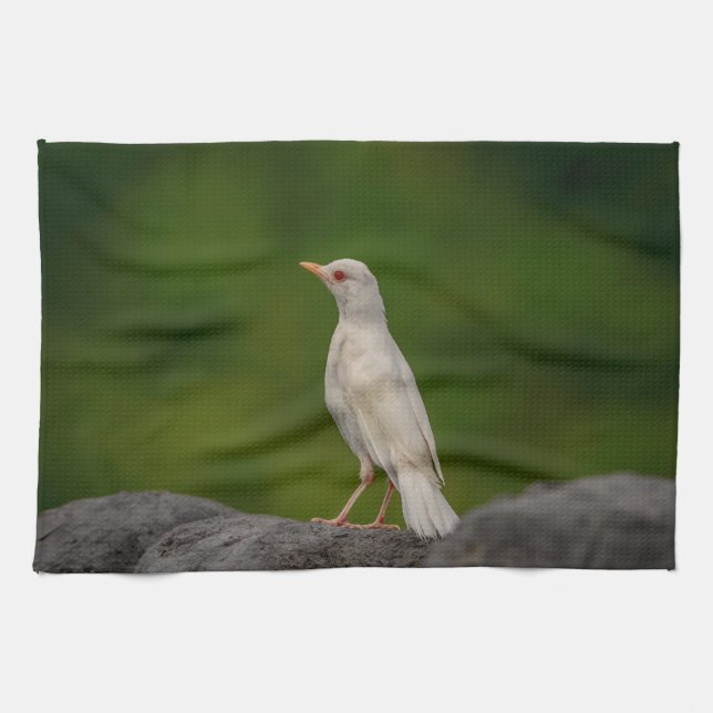 Albino Robin in Crown Point Geschirrtuch (Horizontal)