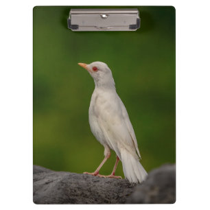 Albino Robin in Crown Point Klemmbrett