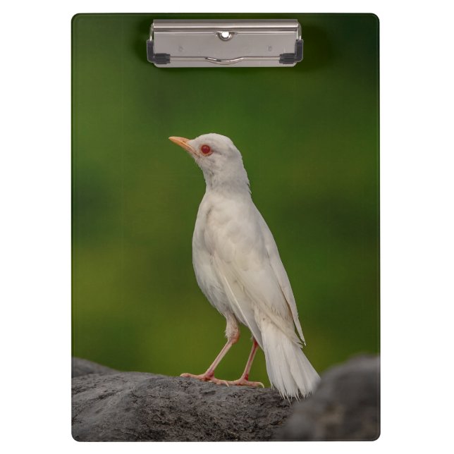 Albino Robin in Crown Point Klemmbrett (Vorderseite)