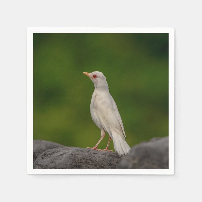 Albino Robin in Crown Point Serviette (Vorderseite)