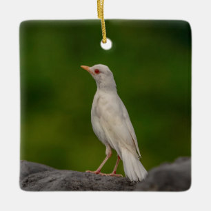 Albino-Rotkehlchen in Crown Point Keramikornament