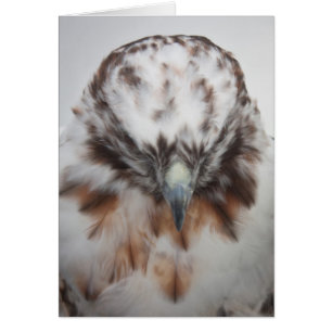 Albino Rotschwanzhahn