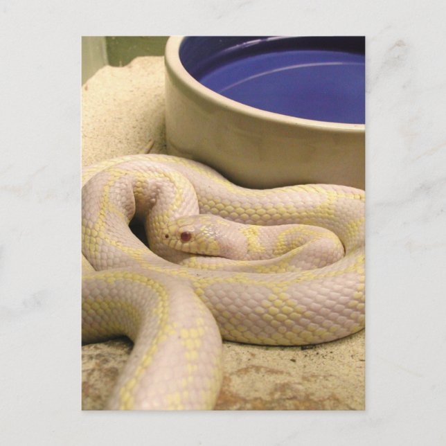 Albino Schlange Postkarte! Postkarte (Vorderseite)