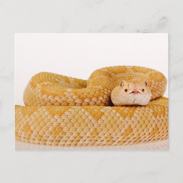 Albino-Western-Karondback-Klapperschlange (Crotalu Postkarte (Vorderseite)