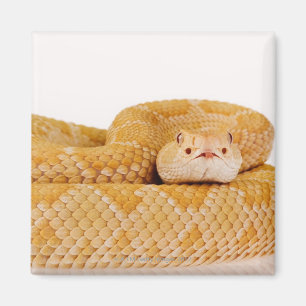 Albino-Westerndiamantmarkierungsklapperschlange Magnet