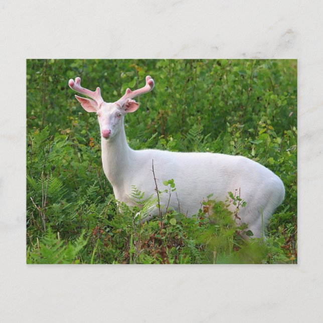 Albino Whitetail Deer Postcard Postkarte (Vorderseite)