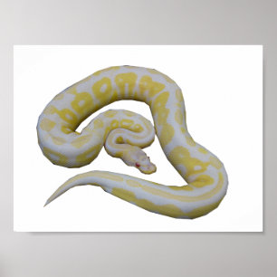 Albino-Zimt Poster