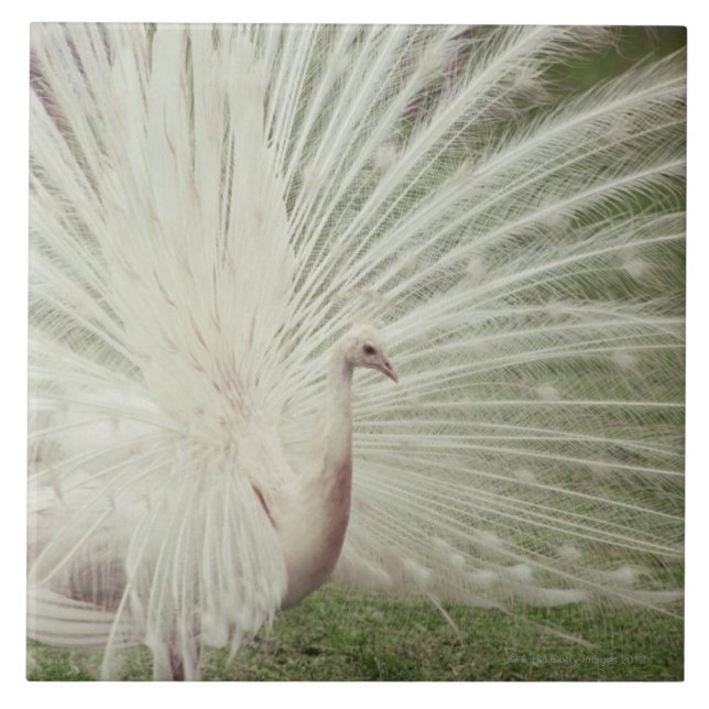 Albinopfau Fliese (Vorderseite)