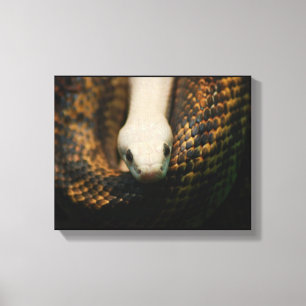 Albinos Cornsnake sur la toile