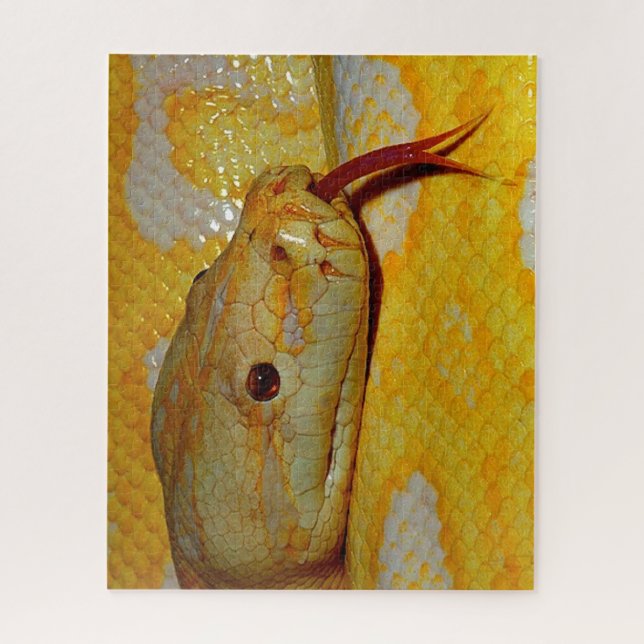 Alboino Birmane-Pythonschlange (Vertikal)