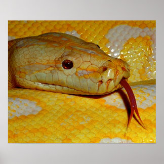 Alboino Burmese Python Snake Poster