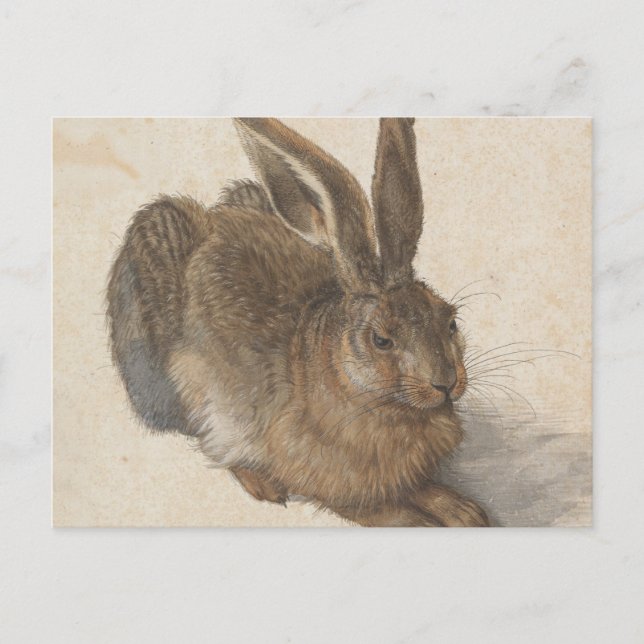 Albrecht Dürer - Hare Postkarte (Vorderseite)