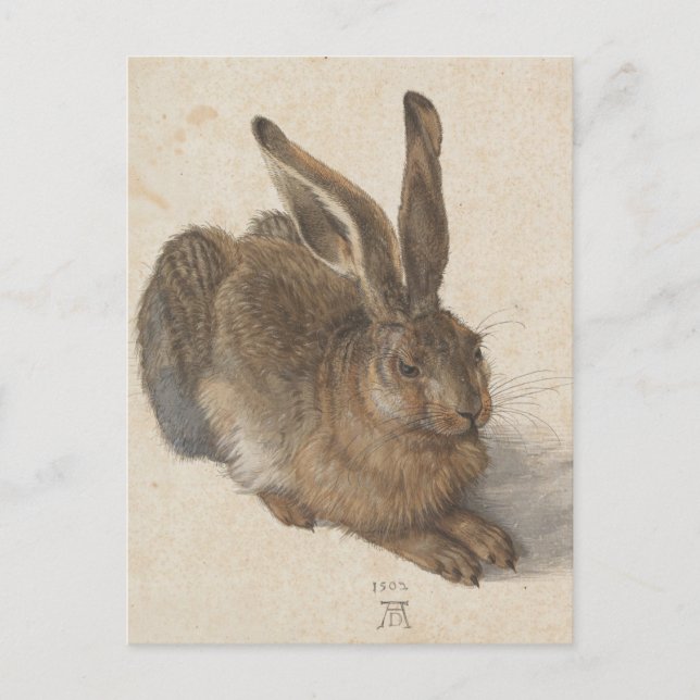 Albrecht Dürer - Hase Postkarte (Vorderseite)