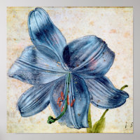 Albrecht Durer - Study of a Lily