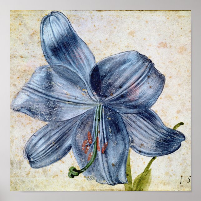 Albrecht Durer - Study of a Lily Poster (Vorne)