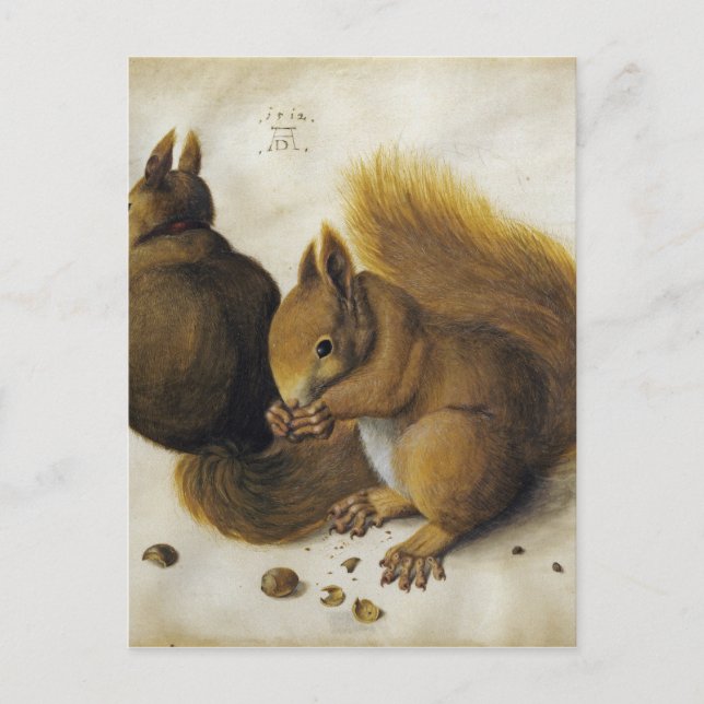 Albrecht Durer - Zwei Eichhörnchen, einer isst ein Postkarte (Vorderseite)