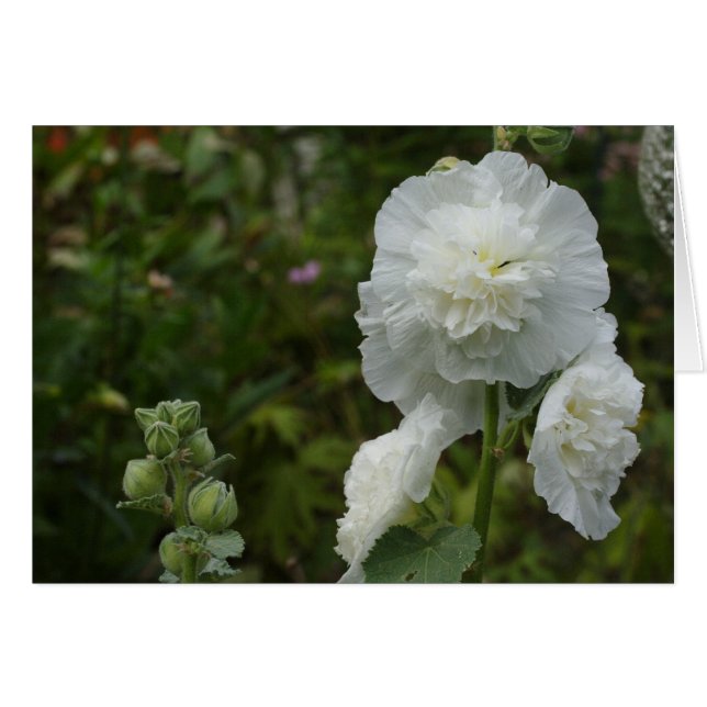 Alcea rosea (Vorderseite (Horizontal))