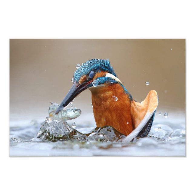 Alcedo Atthis Kingfisher Jagd Wasser Luca Casale Fotodruck (Vorne)