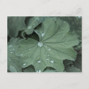 Alchemilla Postkarte
