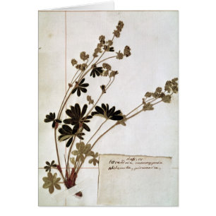 Alchemille, d'un herbier