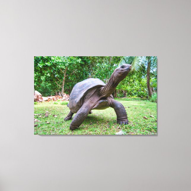 Aldabra Riesenschildkröte Leinwanddruck (Vorderseite)