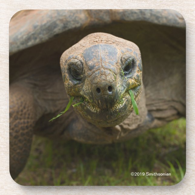 Aldabra Schildkröten-Füttern Getränkeuntersetzer (Vorderseite)