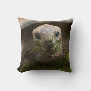 Aldabra Tortoise Fütternd Kissen
