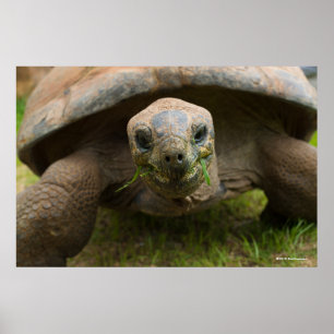Aldabra Tortoise Fütternd Poster