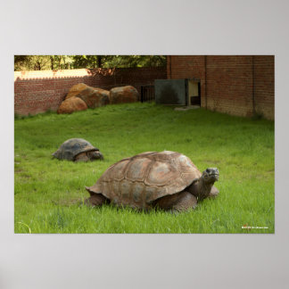 Aldabra Tortoises in Gras Poster