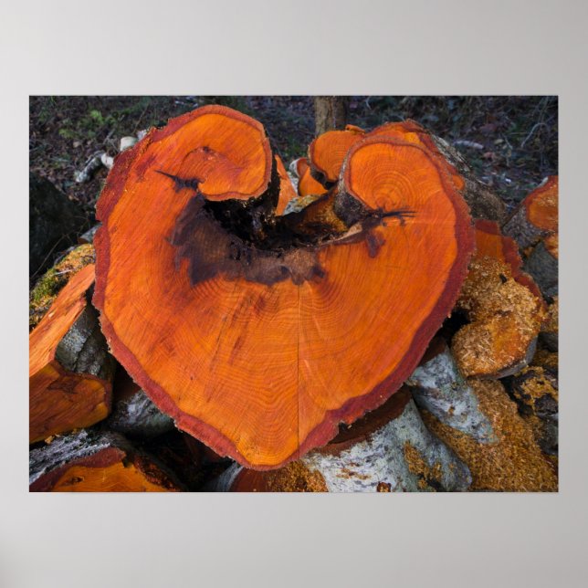 Alder Heart - Poster (Devant)