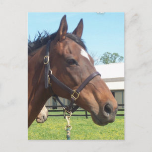 Alert Arab Horse Postcard Postkarte