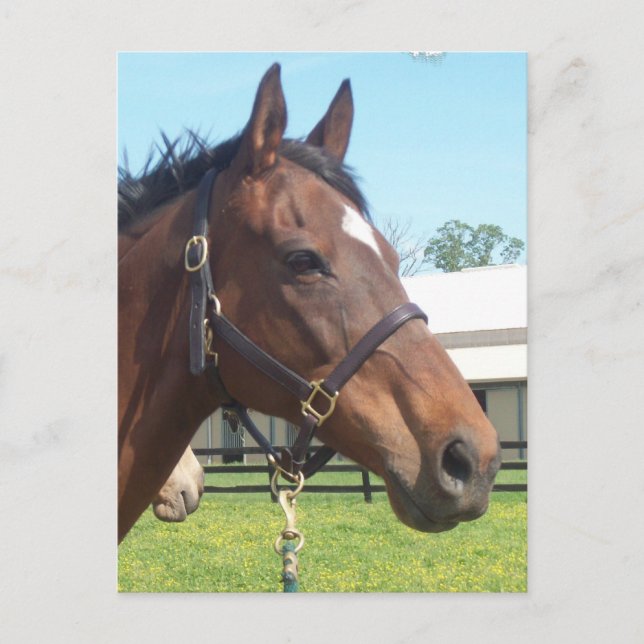 Alert Arab Horse Postcard Postkarte (Vorderseite)