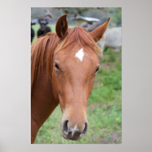 Alert Brown Horse Nah-up Poster